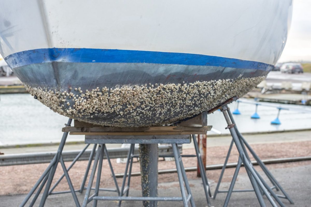 Tips to Remove Barnacles from Your Boat (Without Causing Further Damage) -  Mariners General Insurance Group